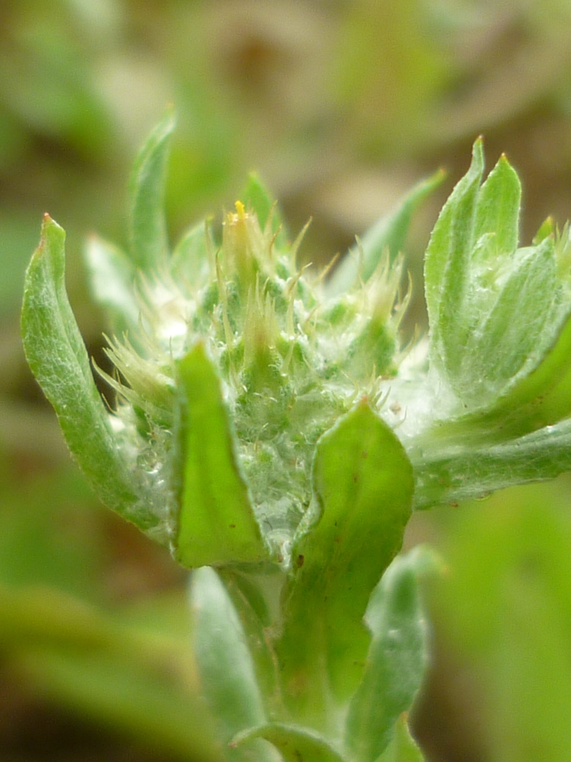 Close-up of a fuzzy green cudweed flower head with tiny clustered buds and fine hairs against a soft blurred background