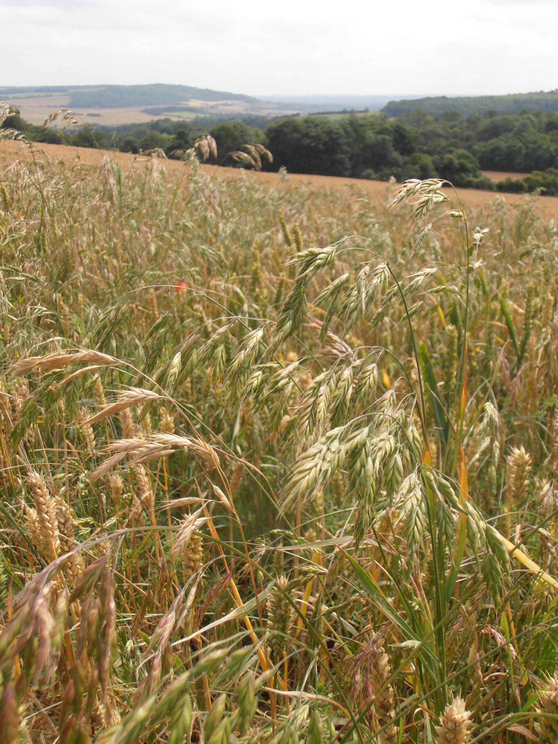 Close-up of wild grasses and cereal crops growing in a field with rolling countryside in the distance