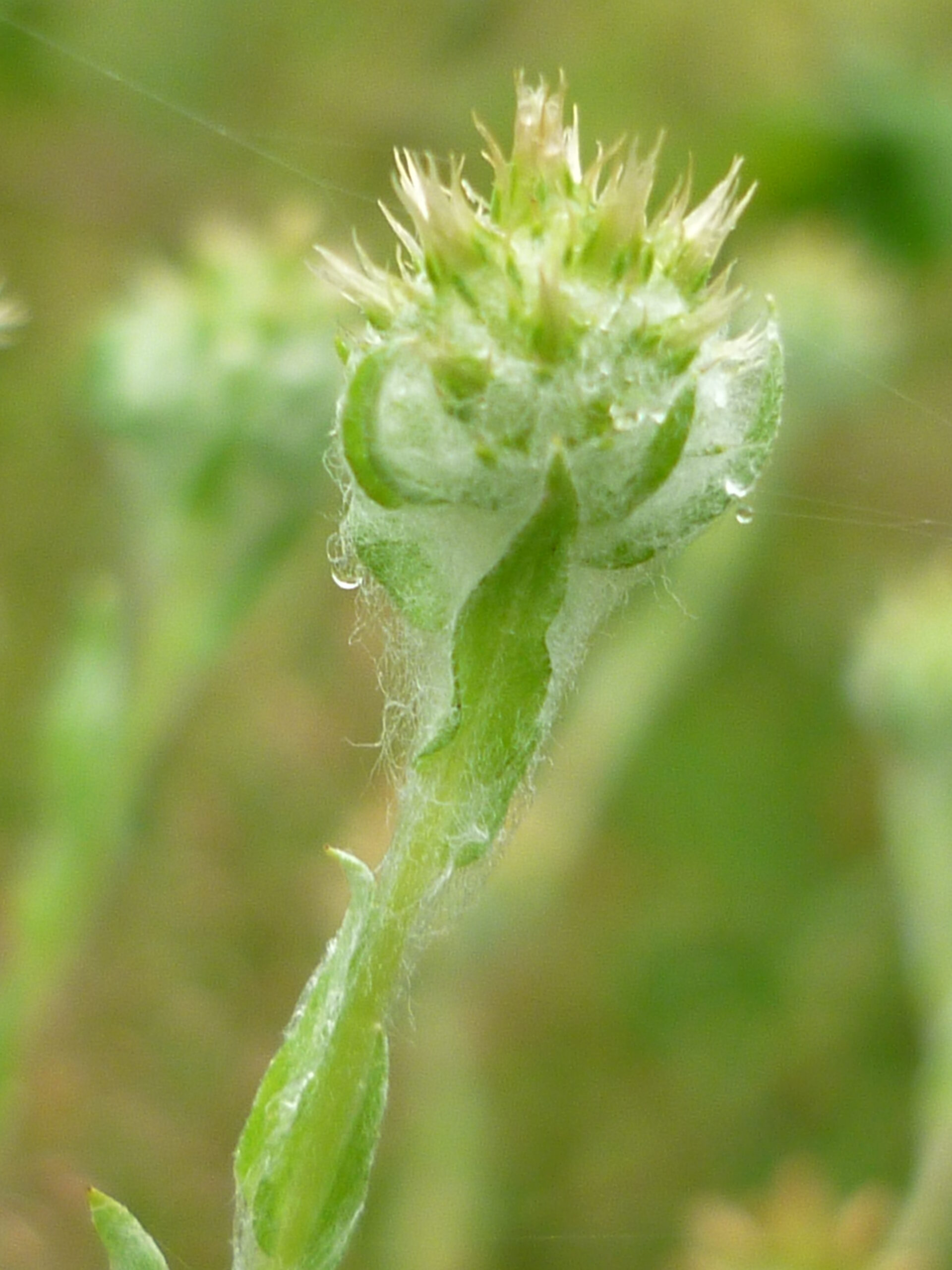 Close-up of a fuzzy green cudweed flower head with tiny clustered buds and fine hairs against a soft blurred background