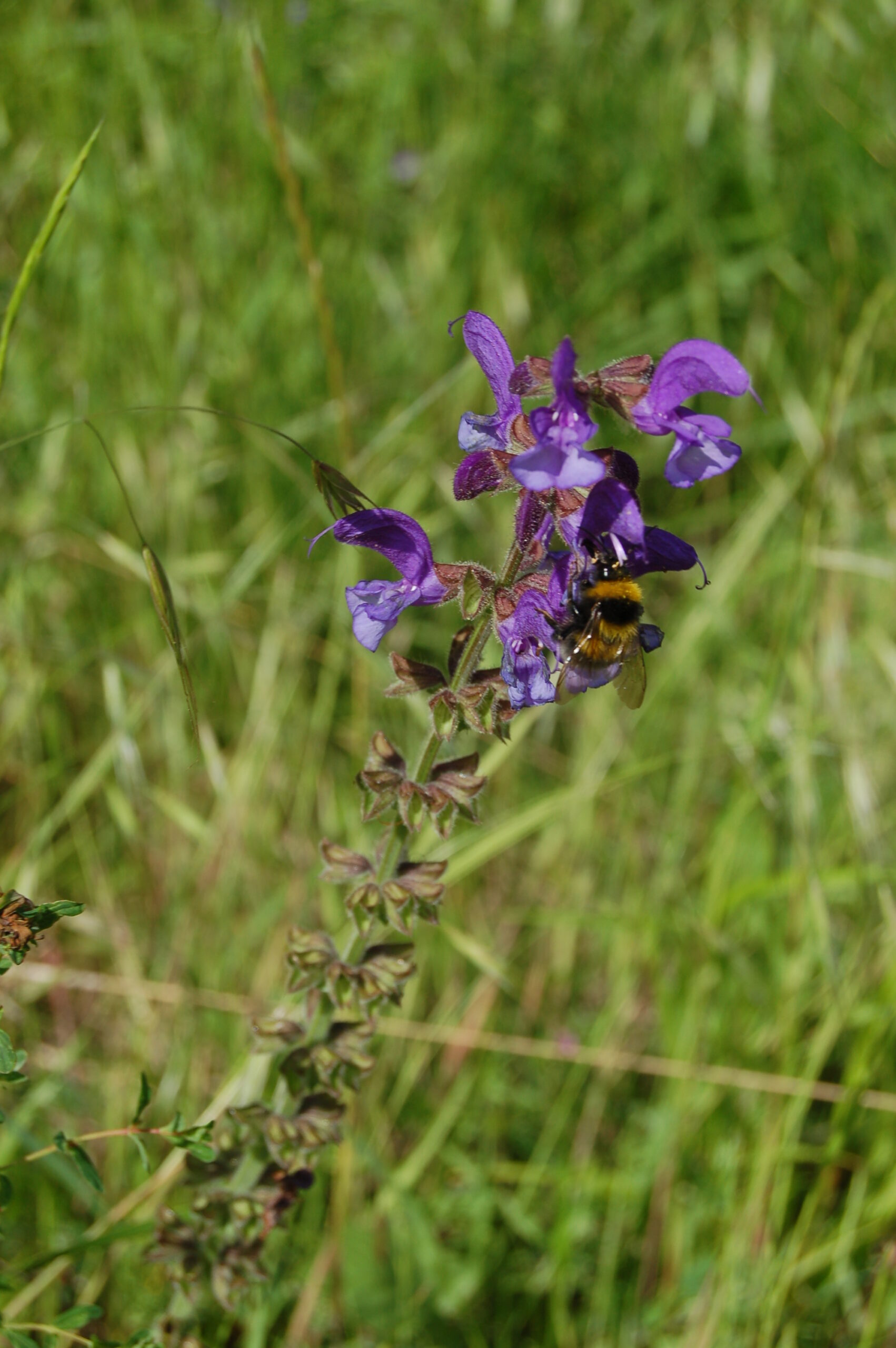 Close-up of a pale purple Meadow-Clary flower with green leaves and soft blurred background