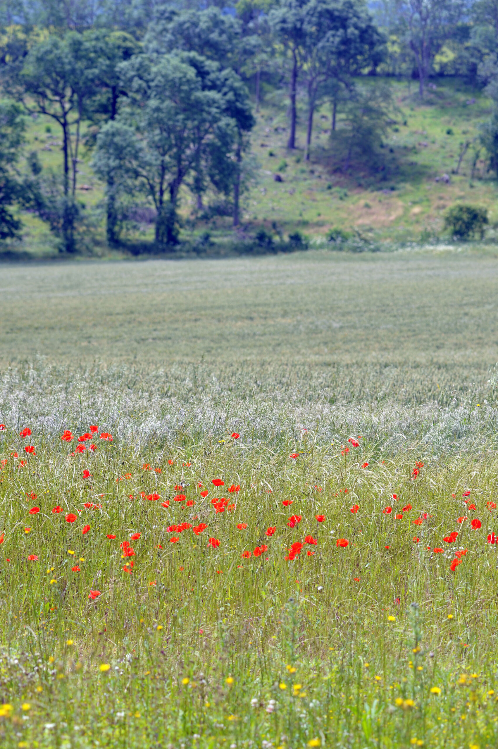 Red poppies scattered across a grassy hillside overlooking a patchwork of fields and woodland in the distance