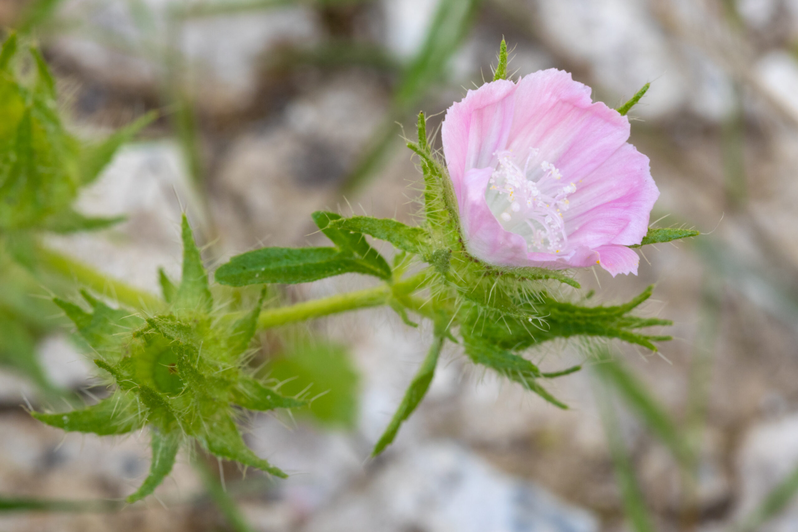 Close-up of a pale pink rough mallow flower with green leaves and soft blurred background