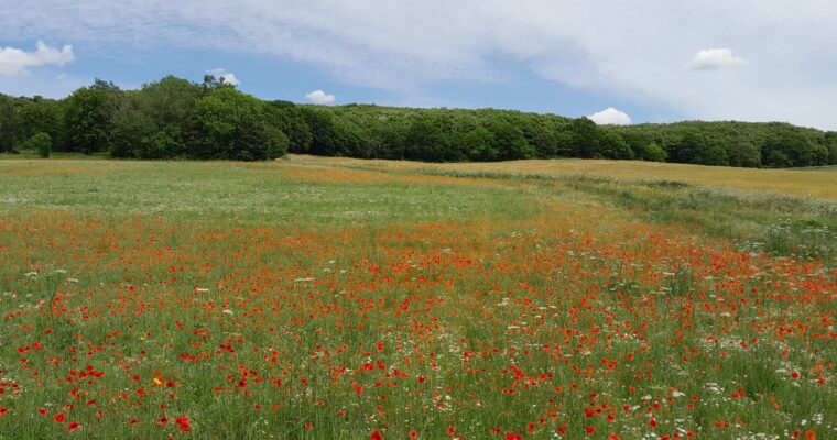 A meadow in Ranscombe Farm covered in red poppies