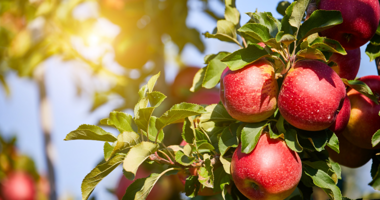 Red apples on a tree glowing in the sunlight
