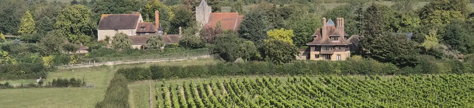 Views over silverhand estate vineyard