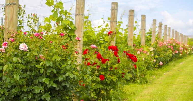 Brabourne Vineyard