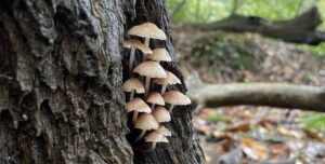 Fungi at Toys Hill