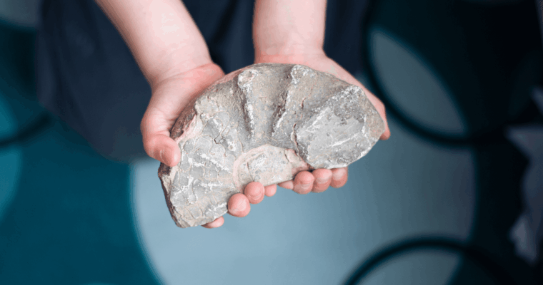 A pair of hands holding a spiral ammonite fossil with prominent ridges along its shell. The softly blurred background emphasizes the fossil's detailed natural texture and historical significance.